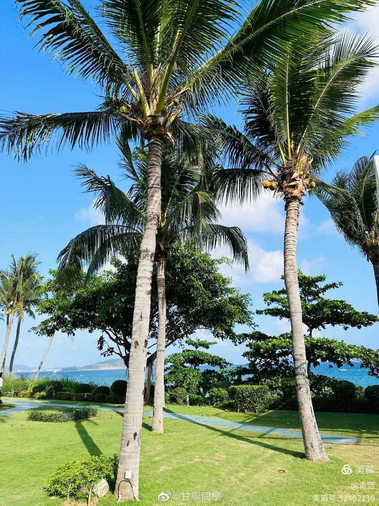 椰树全身都是宝.椰子水可去温解毒,相